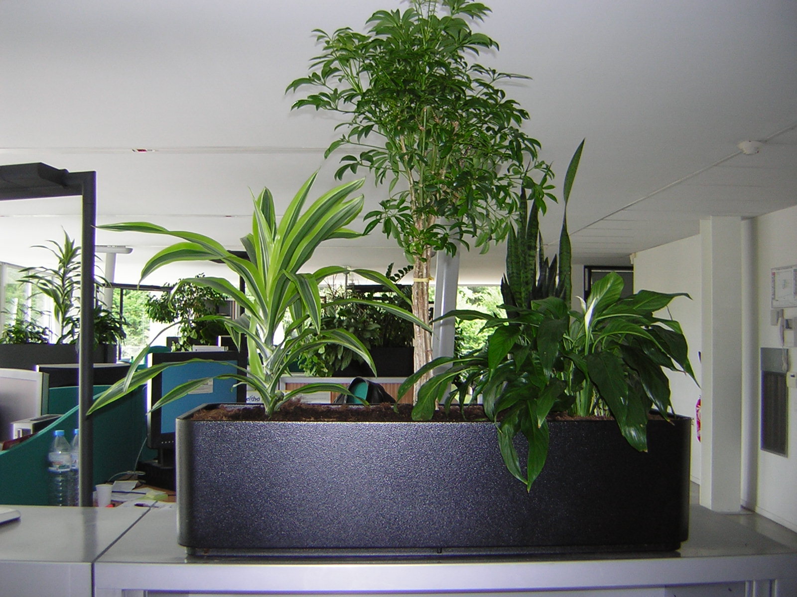 Murs végétaux, Cloisons végétales - Bureaux, Open Space, Office