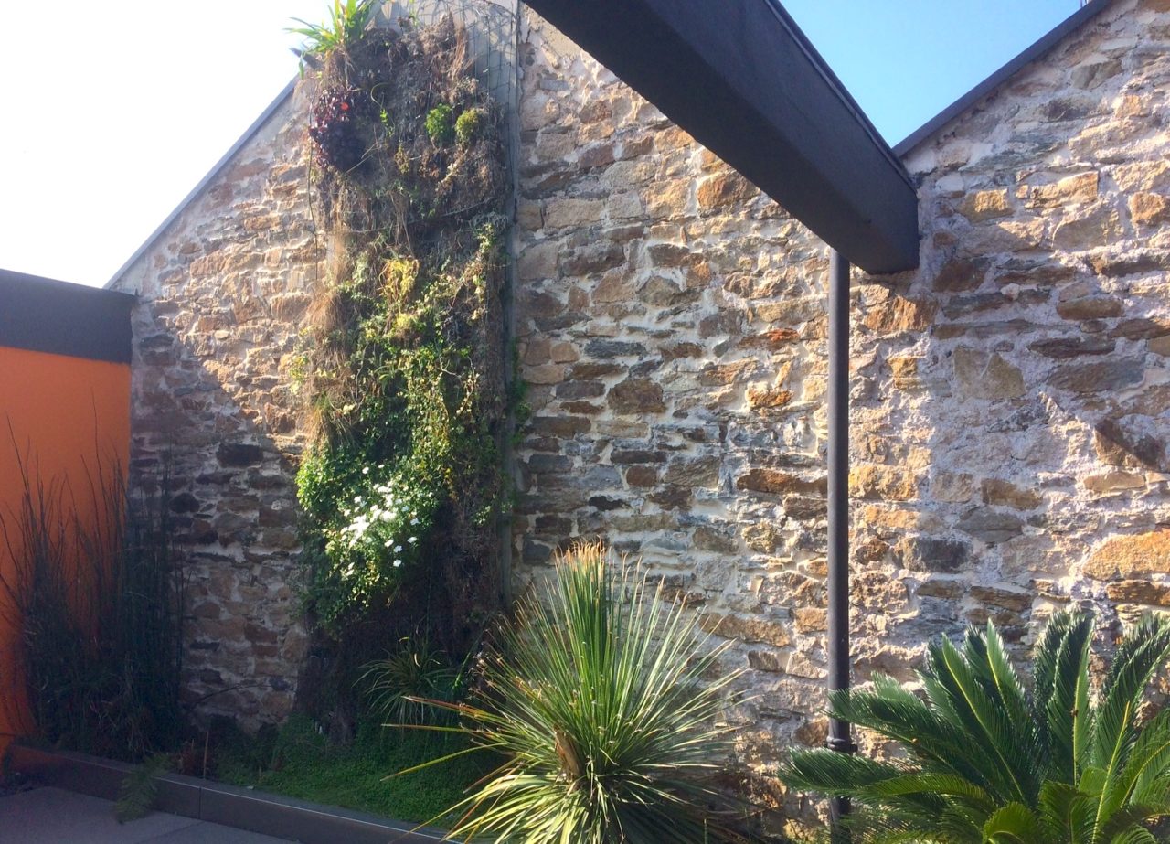 Végétaliser votre extérieur en créant un mur avec des plantes grimpantes