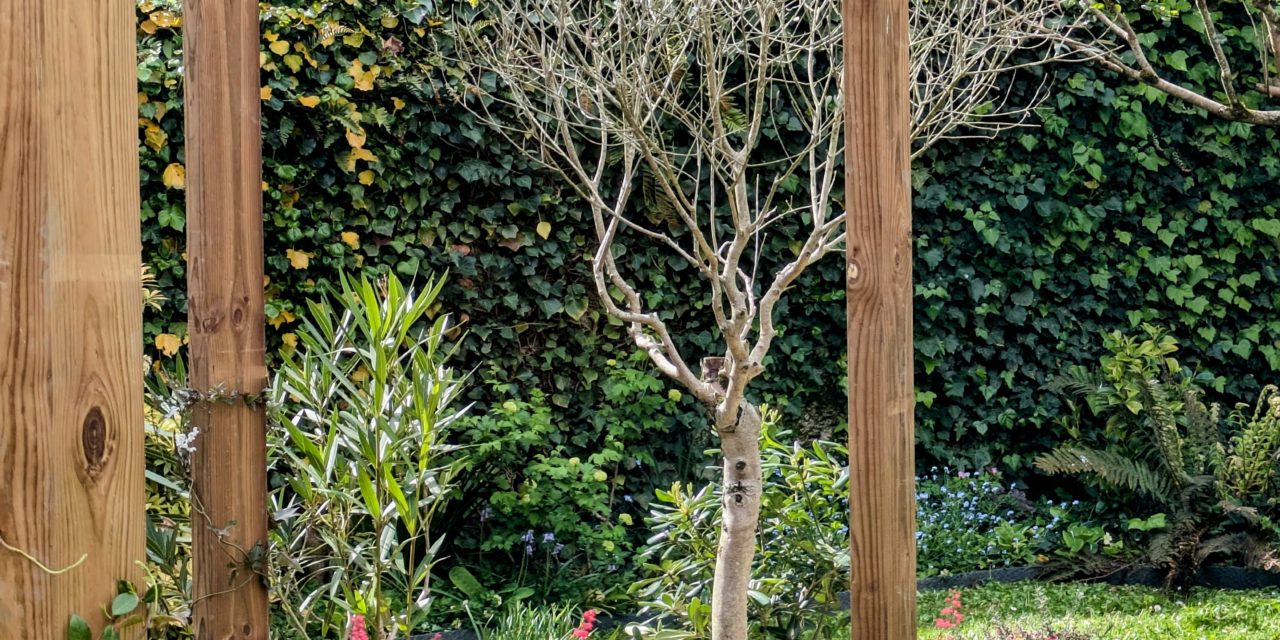 https://www.vert-morisson.fr/wp-content/uploads/2025/06/jardin-urbain-apres-vm1-1280x640.jpg