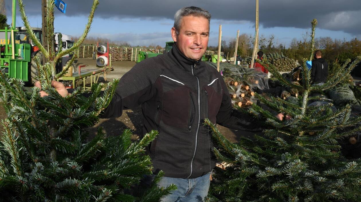 PHOTOPQR/LE COURRIER DE L'OUEST/LAURENT COMBET      
ANGERS LE 19/11/2020 : LE SAPIN D'ANJOU A MONTREVAULT SUR EVRE